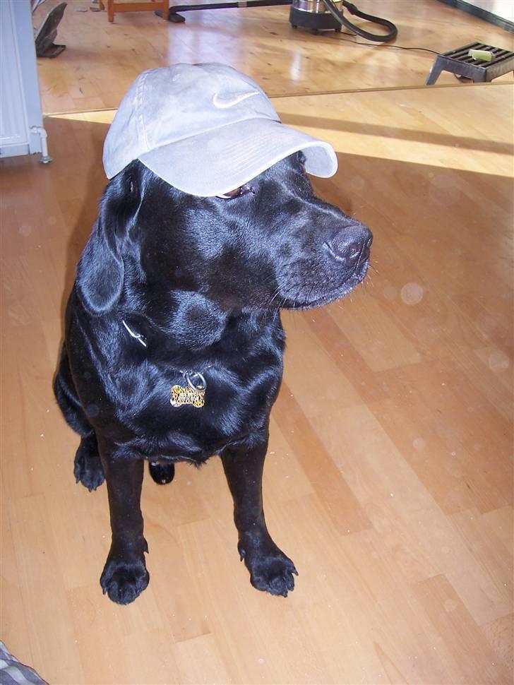 Labrador retriever Barco - Kasketkarl billede 20