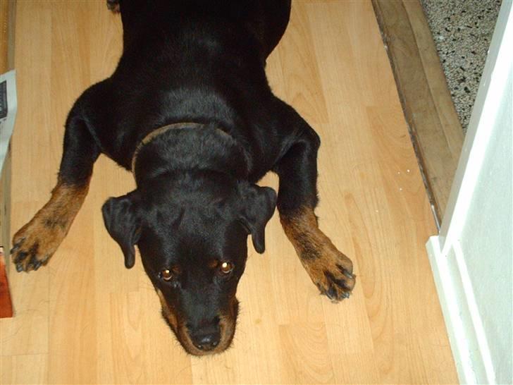 Rottweiler Zenta - Faaar gider ik flere billeder... billede 8