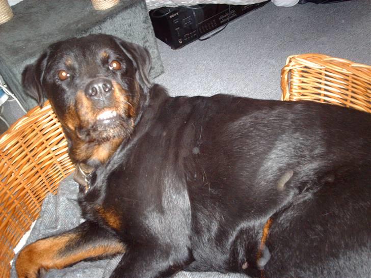 Rottweiler Zenta - huha så farlig Zenta kan se ud når hun bliver overrasket... billede 9