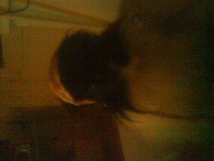 Papillon siggi - er jeg ikke sød billede 2