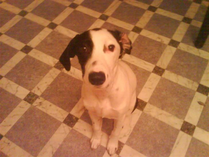 Papillon siggi - min kammi og sambo laban billede 3