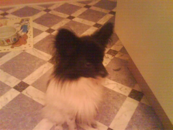 Papillon siggi - mig billede 4