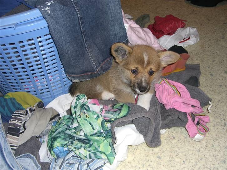 Welsh corgi pembroke Hannibal - arrrhhh vasketøj :) billede 1