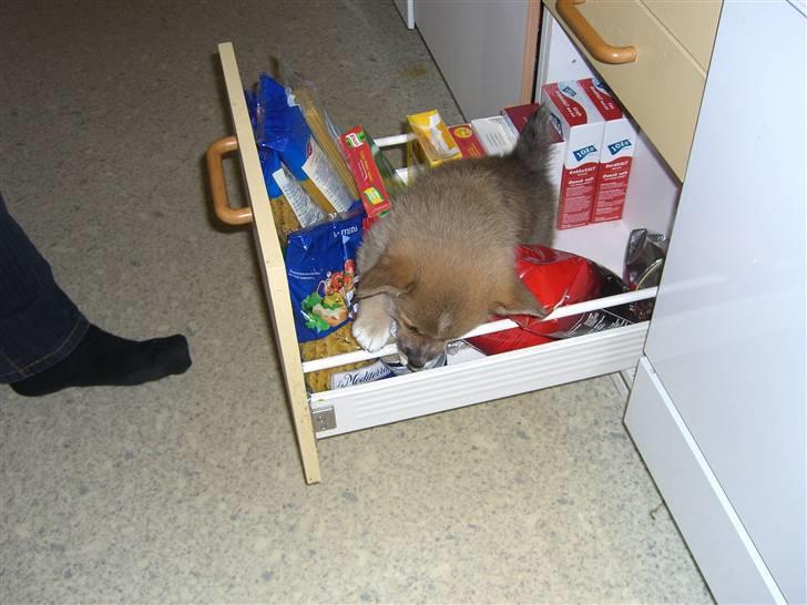 Welsh corgi pembroke Hannibal - er der mad her? billede 2