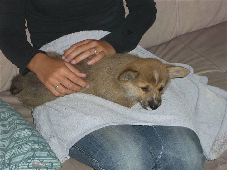 Welsh corgi pembroke Hannibal billede 3