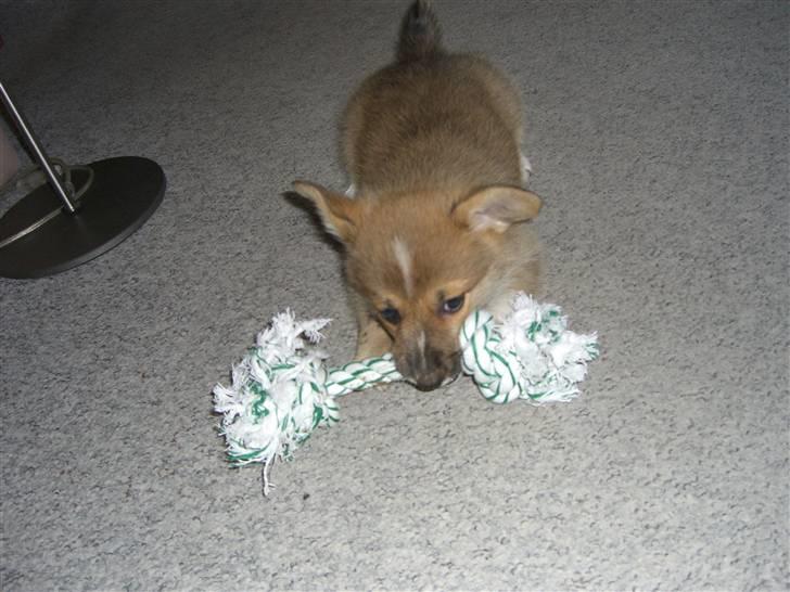 Welsh corgi pembroke Hannibal billede 4