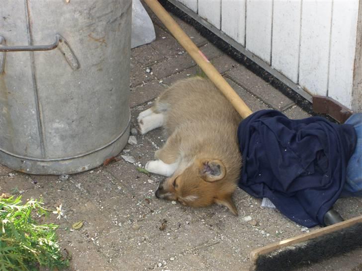 Welsh corgi pembroke Hannibal billede 5