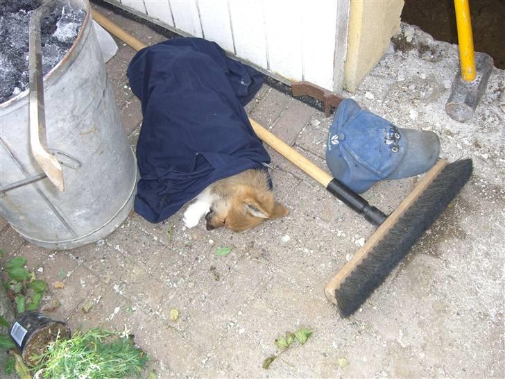 Welsh corgi pembroke Hannibal - skulle lige sove under Mads´s trøje :) billede 6