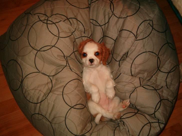 Cavalier king charles spaniel tjip - min første pude, det er nu rart at ligge godt.... billede 1