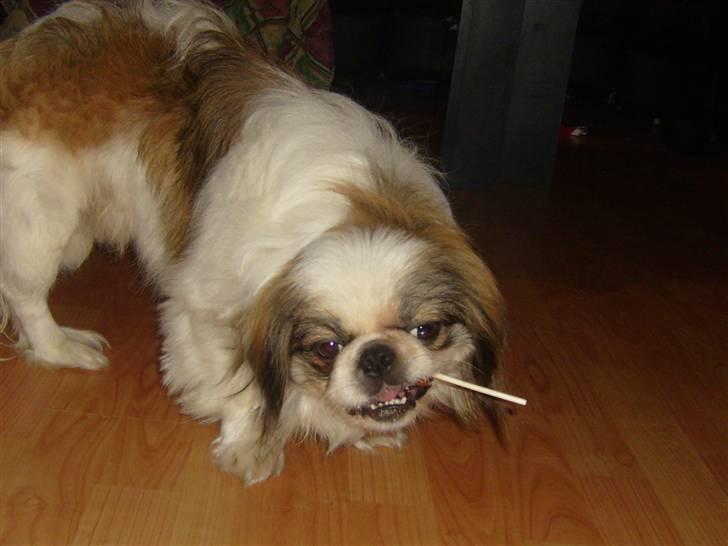 Pekingeser Simba.. billede 12