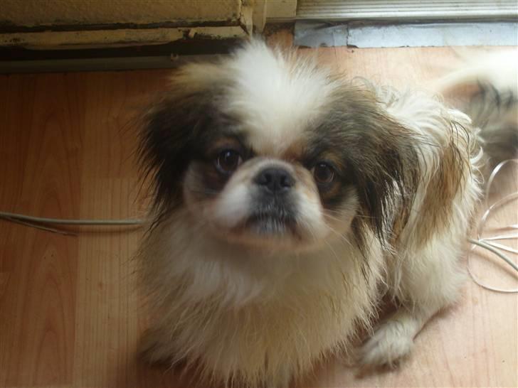 Pekingeser Simba.. billede 13