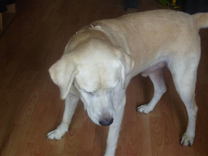 Labrador retriever Samson billede 9