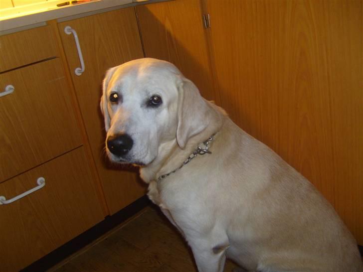 Labrador retriever Samson billede 10