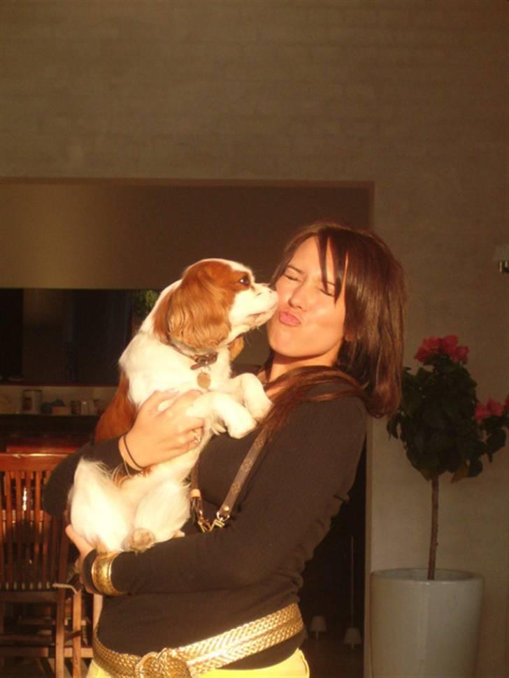 Cavalier king charles spaniel tjip - hvornår skal vi lege????? billede 2