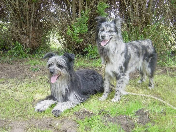Pyrenæisk hyrdehund Coby Blue - Coby´s forældre, Varum og Adour billede 15