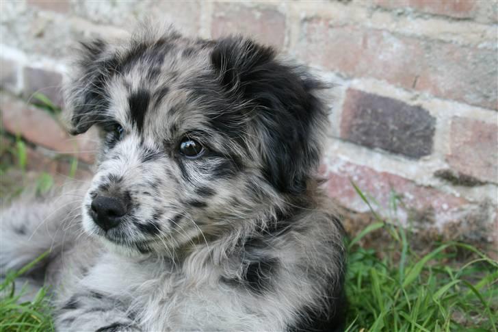 Pyrenæisk hyrdehund Coby Blue - Coby i et stille øjeblik ved opdrætteren i Franrig billede 16