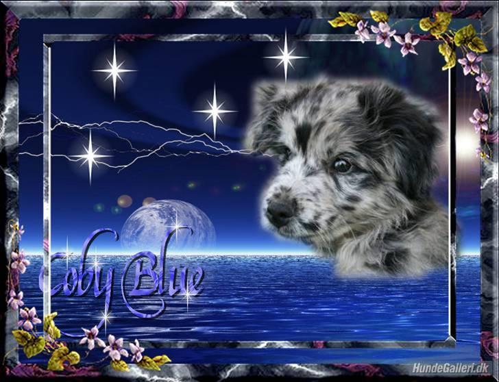 Pyrenæisk hyrdehund Coby Blue - Kæmpe tak for dette dejlige billede til Marianne med Maxie og Silche billede 17