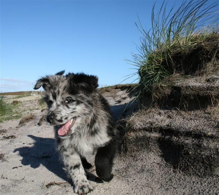 Pyrenæisk hyrdehund Coby Blue - Ved stranden billede 18