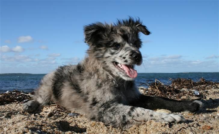 Pyrenæisk hyrdehund Coby Blue - Coby Blue billede 19