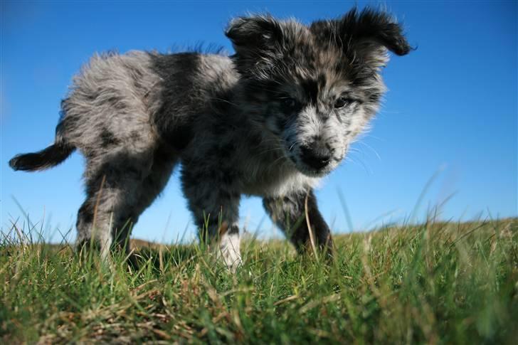 Pyrenæisk hyrdehund Coby Blue - Coby d. 18-9-07 billede 20