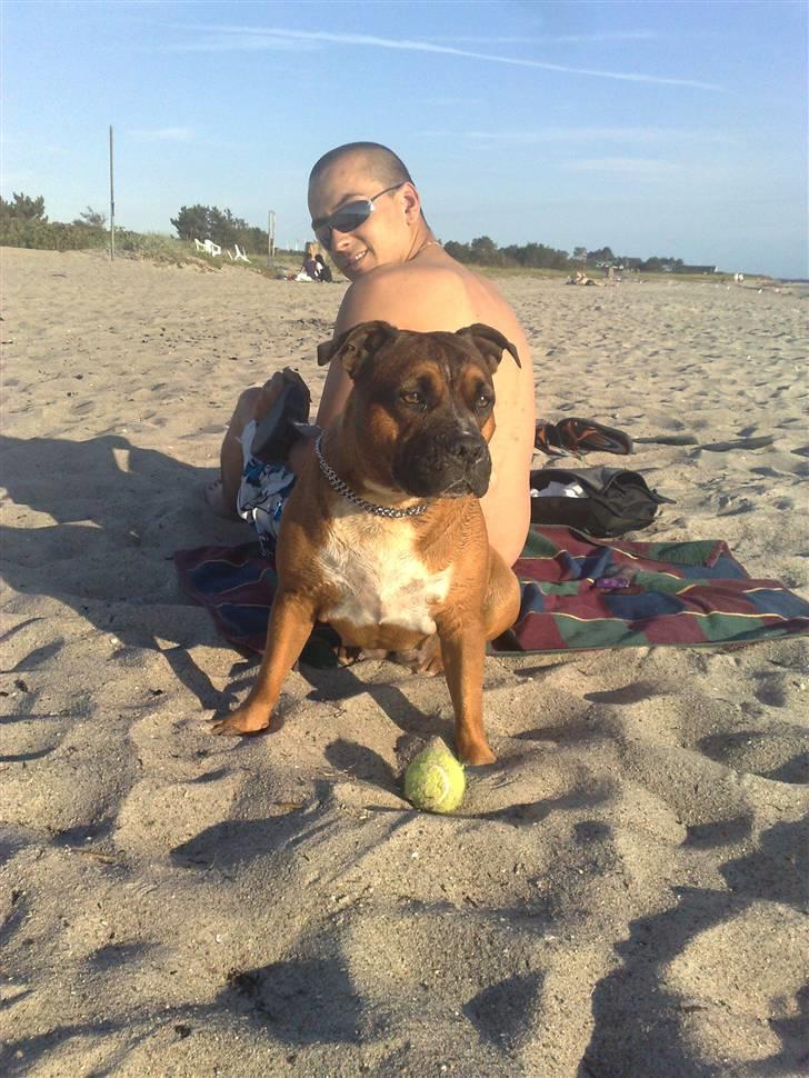 Staffordshire bull terrier Dora (ikk min mere) - Spiller lige lidt smart:) er jo ikke amstaff for ingen ting!!! billede 4