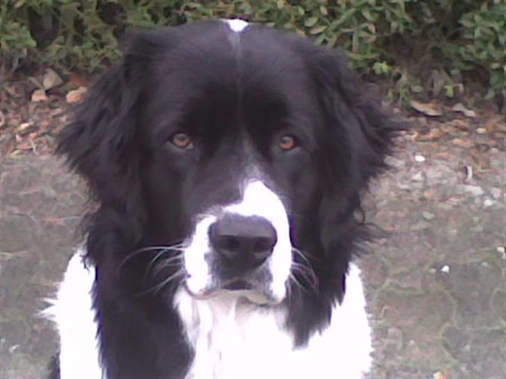 Landseer , Panda  billede 1