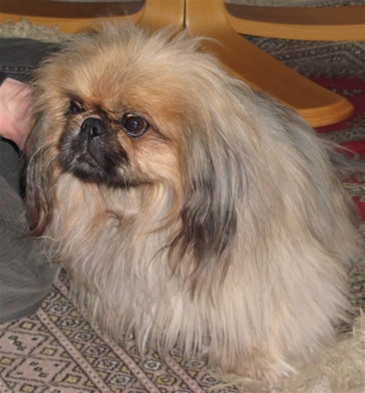 Pekingeser Lunde <3 - Bette Lunde dreng.. 5 marts 2011 billede 17