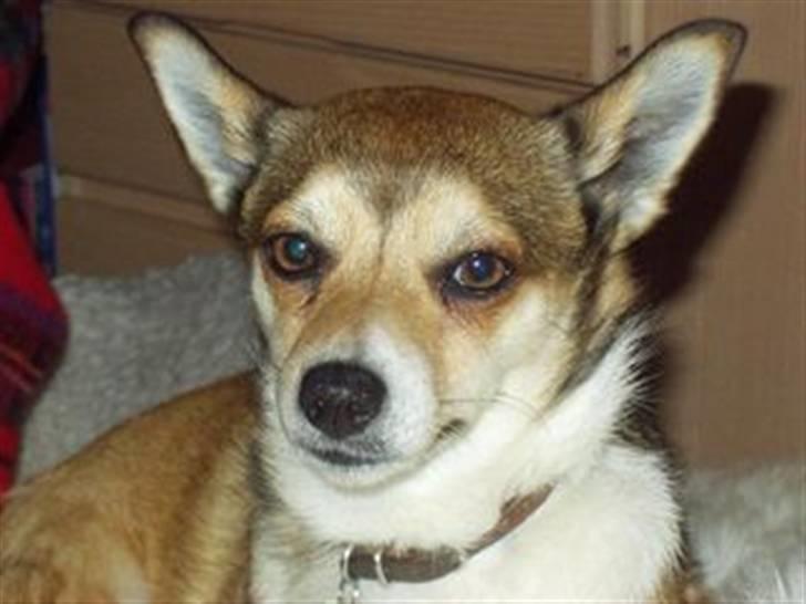 Norsk lundehund Heldager's Liv - Liv 2 år. billede 12