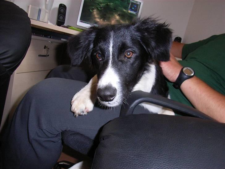 Border collie Uno billede 1