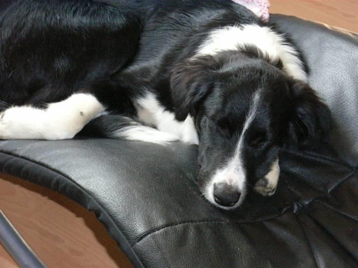 Border collie Uno billede 2