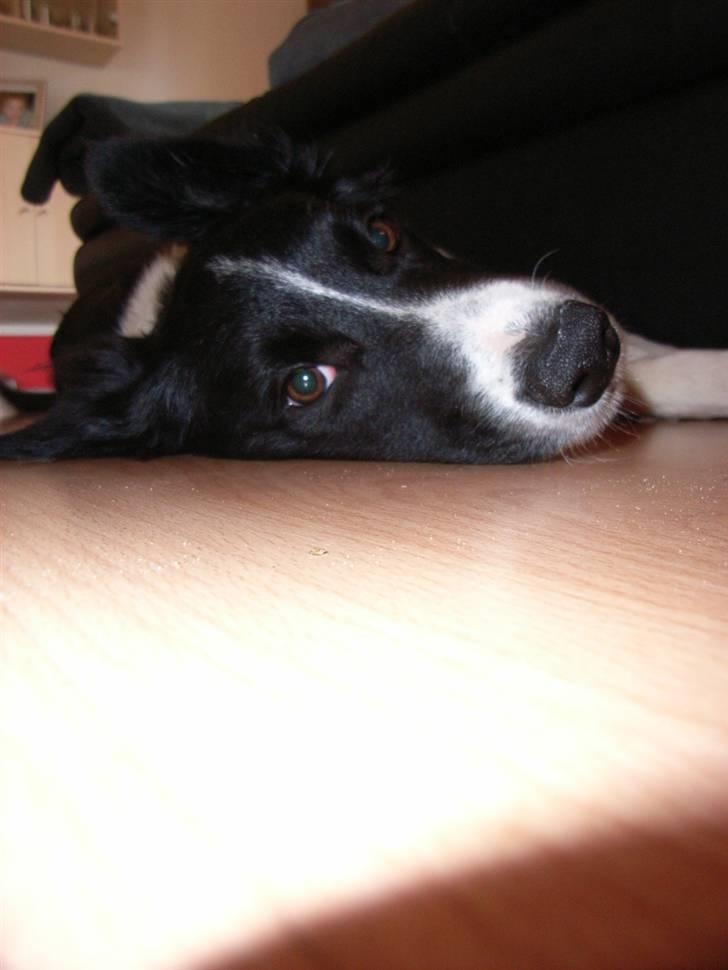 Border collie Uno billede 3