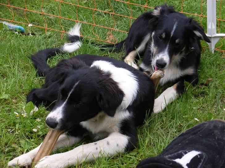 Border collie Uno billede 5