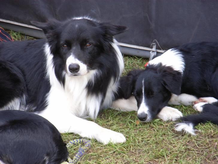 Border collie Uno billede 6