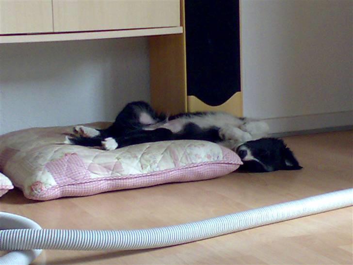 Border collie Uno billede 7