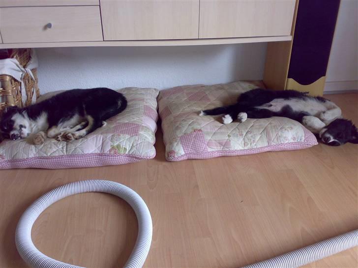 Border collie Uno billede 8