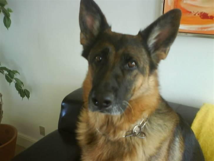 Schæferhund Mitzi - mitzi  billede 1