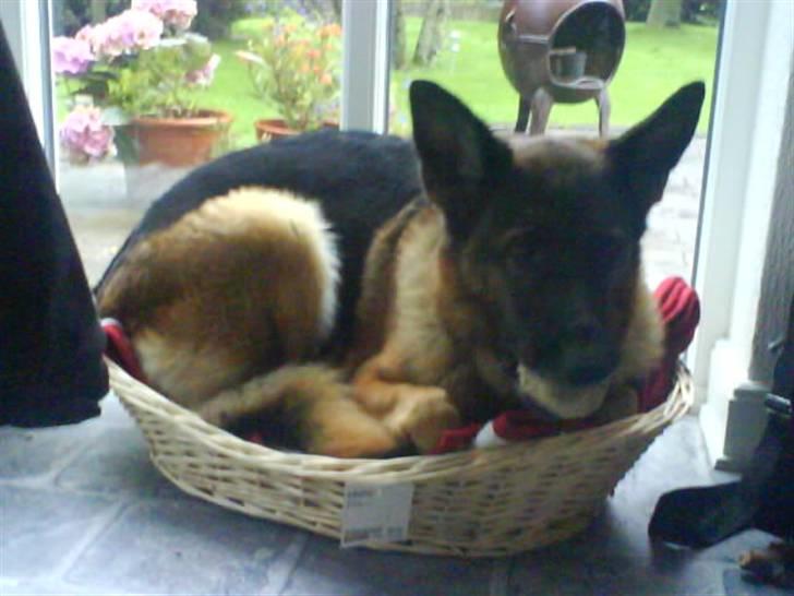 Schæferhund Mitzi - det er Mitzi i hendes hygge kurv <33 billede 2