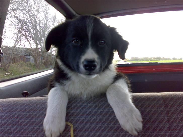 Border collie Uno billede 9