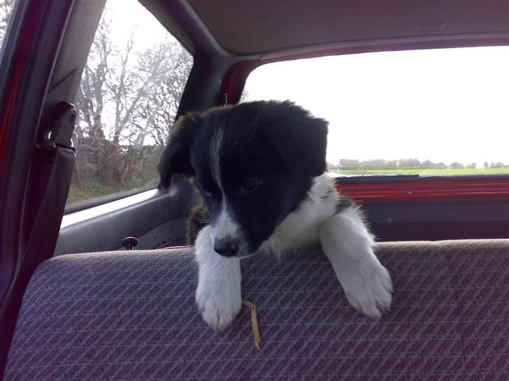 Border collie Uno billede 10