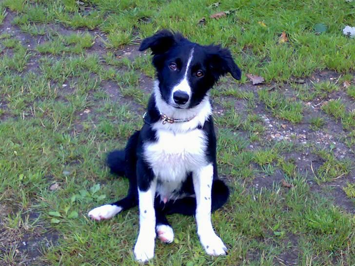 Border collie Uno billede 11