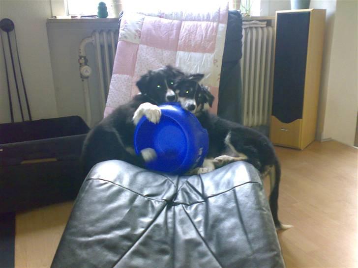 Border collie Uno billede 12