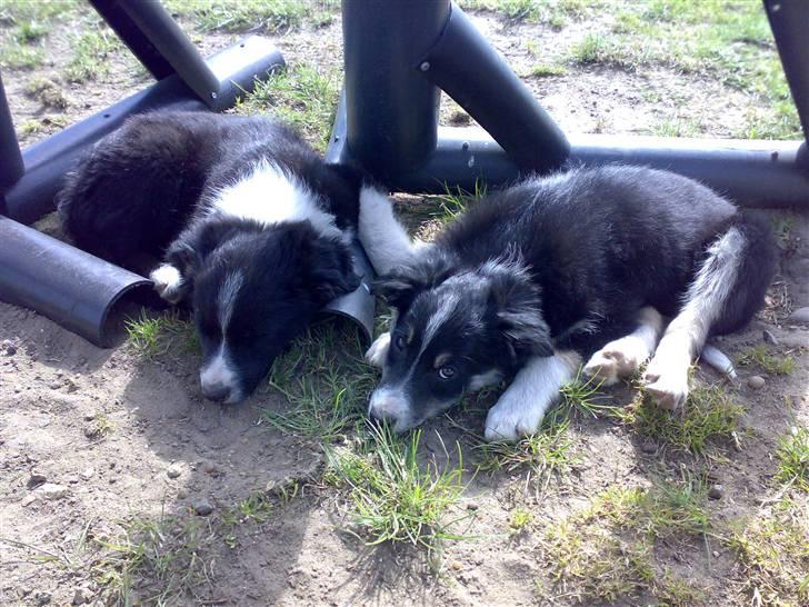 Border collie Uno billede 13