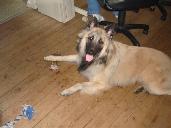 Tervueren Joiy billede 2