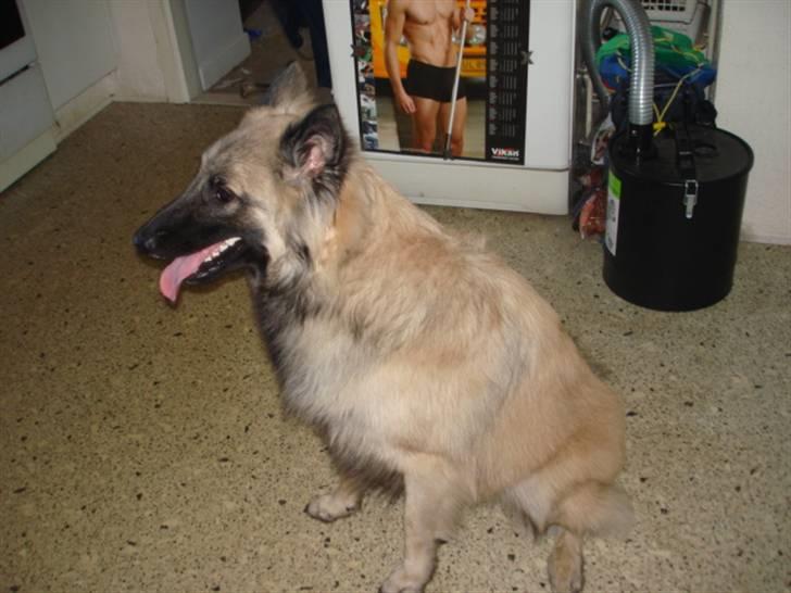 Tervueren Joiy billede 3