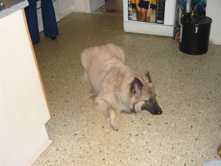 Tervueren Joiy billede 4