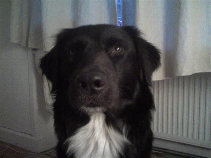 Blanding af racer Pelle billede 11