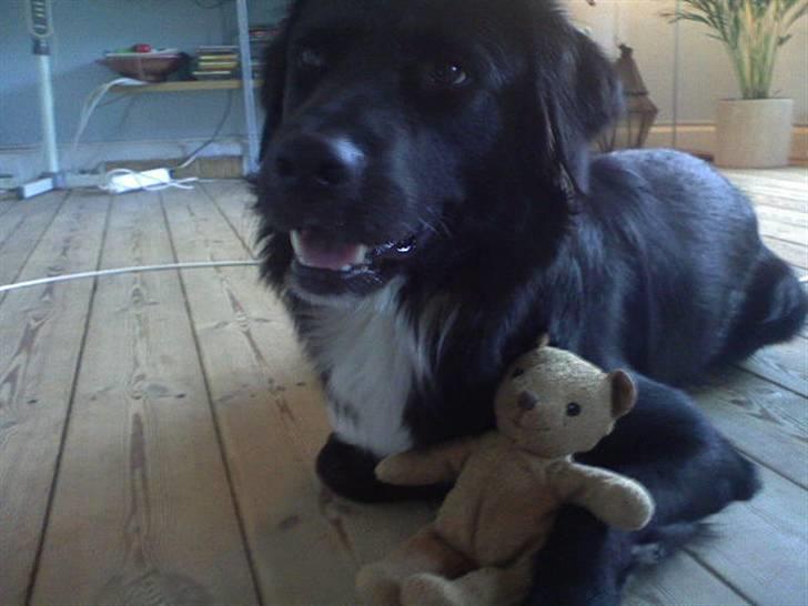 Blanding af racer Pelle - Pelle og Viggo billede 12