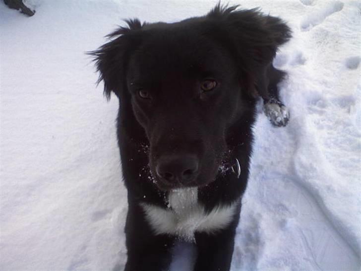 Blanding af racer Pelle - Pelles første vinter billede 13