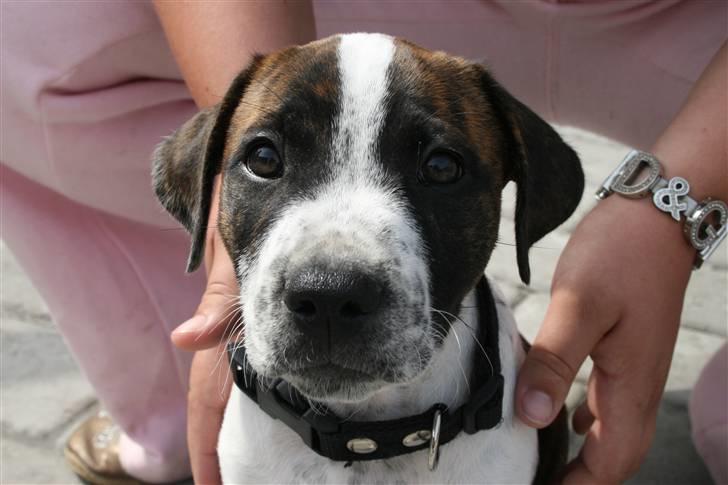 Amerikansk staffordshire terrier Kenzo - Er han ikke skøn? :P kun 9 uger gammel nåååå : )  billede 1