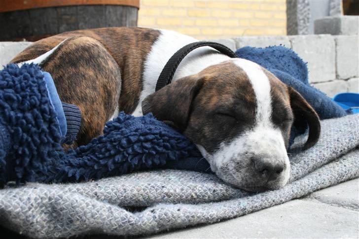 Amerikansk staffordshire terrier Kenzo - Kenzo 9 uger  billede 2